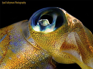 Squid by Iyad Suleyman 